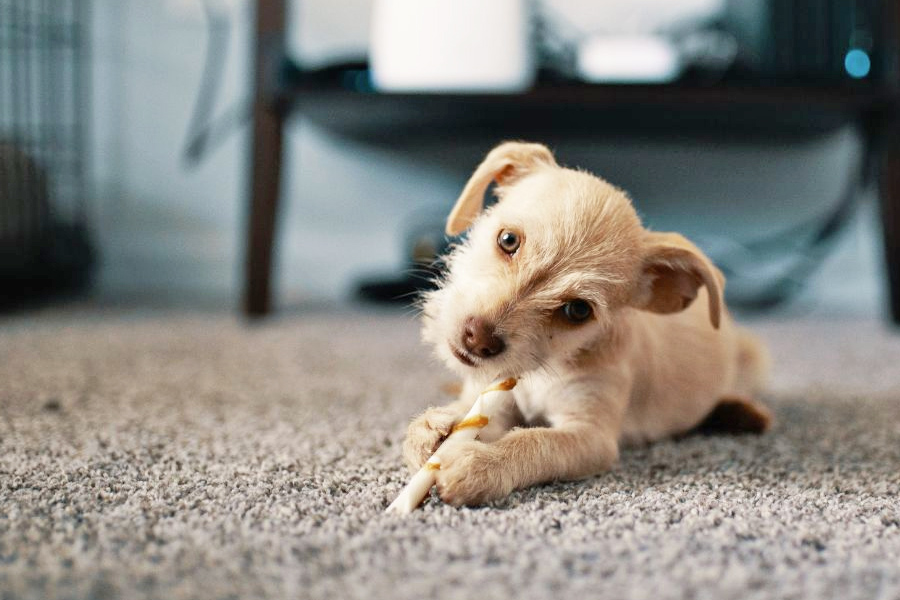 Best Flooring for Dogs: A Pet Owner's Guide