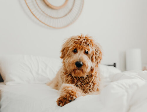 Pet Friendly Interior Design Essentials